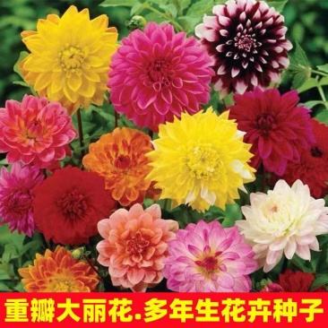 大丽花种子小丽花种籽多年生混色重瓣鲜花种子可货到付