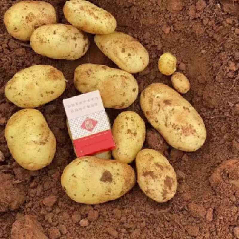 土豆红皮黄心土豆黄皮黄心土豆都有货速度联系我