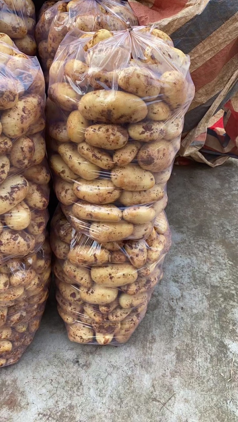 土豆红皮黄心土豆黄皮黄心土豆都有货速度联系我