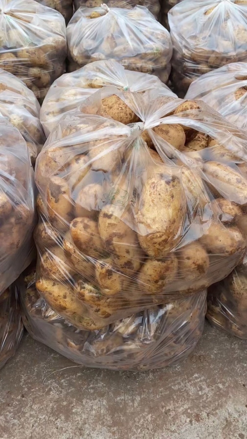 土豆红皮黄心土豆黄皮黄心土豆都有货速度联系我