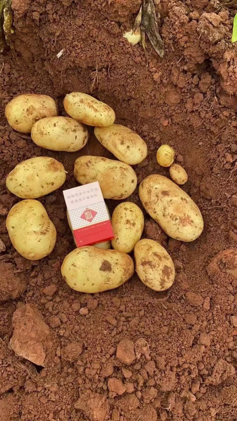 土豆红皮黄心土豆黄皮黄心土豆都有货速度联系我