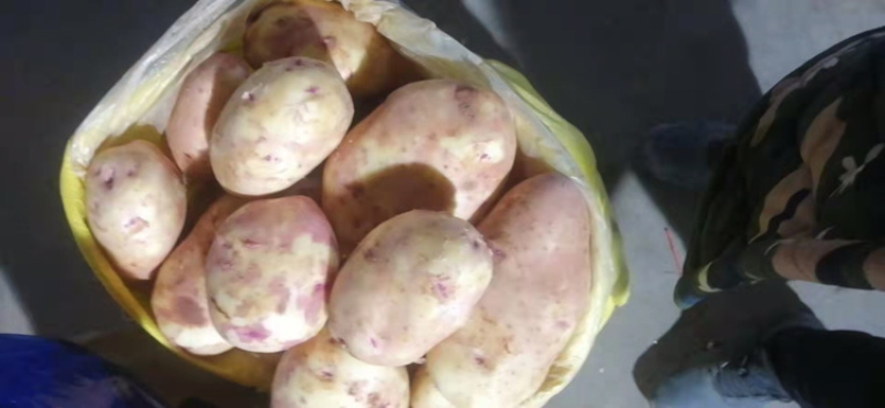 土豆红皮黄心土豆黄皮黄心土豆都有货速度联系我