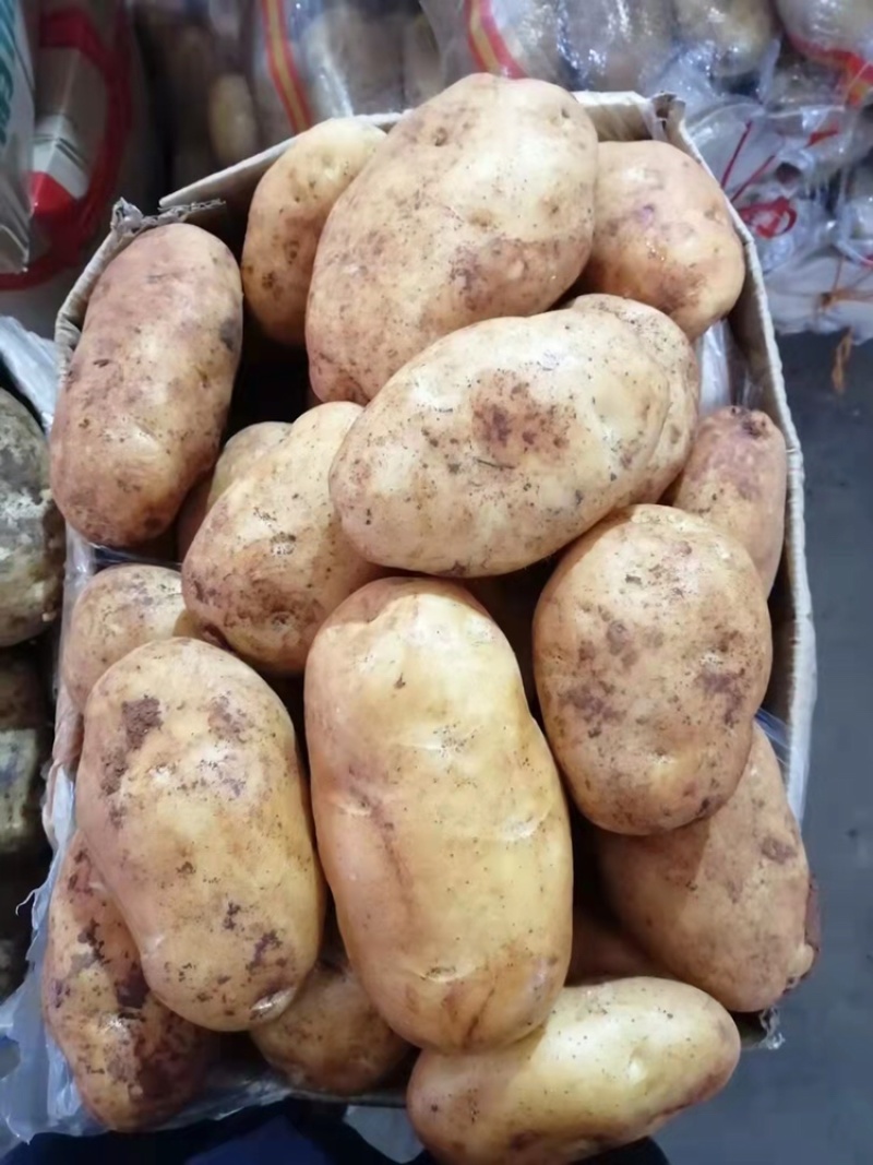 土豆红皮黄心土豆黄皮黄心土豆都有货速度联系我