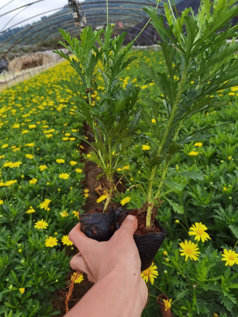 木春菊，露天木春菊云南木春菊木春菊一手货源
