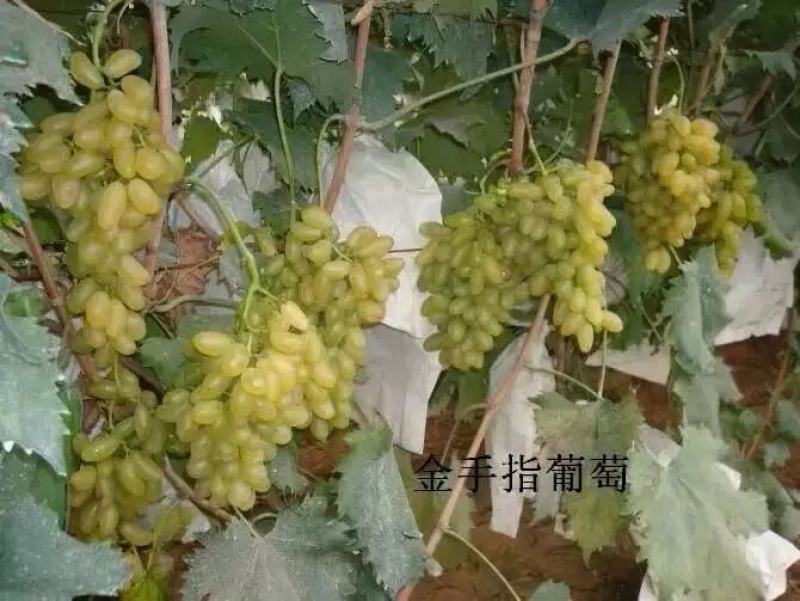 金手指葡萄苗（早熟，糖度高，外形美观，产量高，牛奶香味）