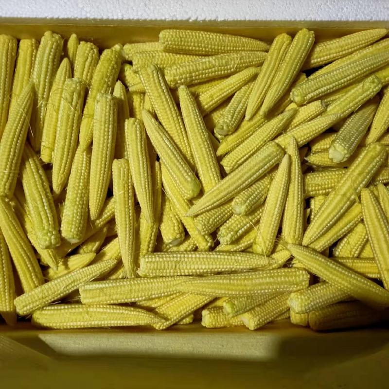 常年大量供应精品玉米笋，货量稳定，支持全国发货