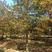 苗圃10公分红栎园林彩色树行道树景观效果好