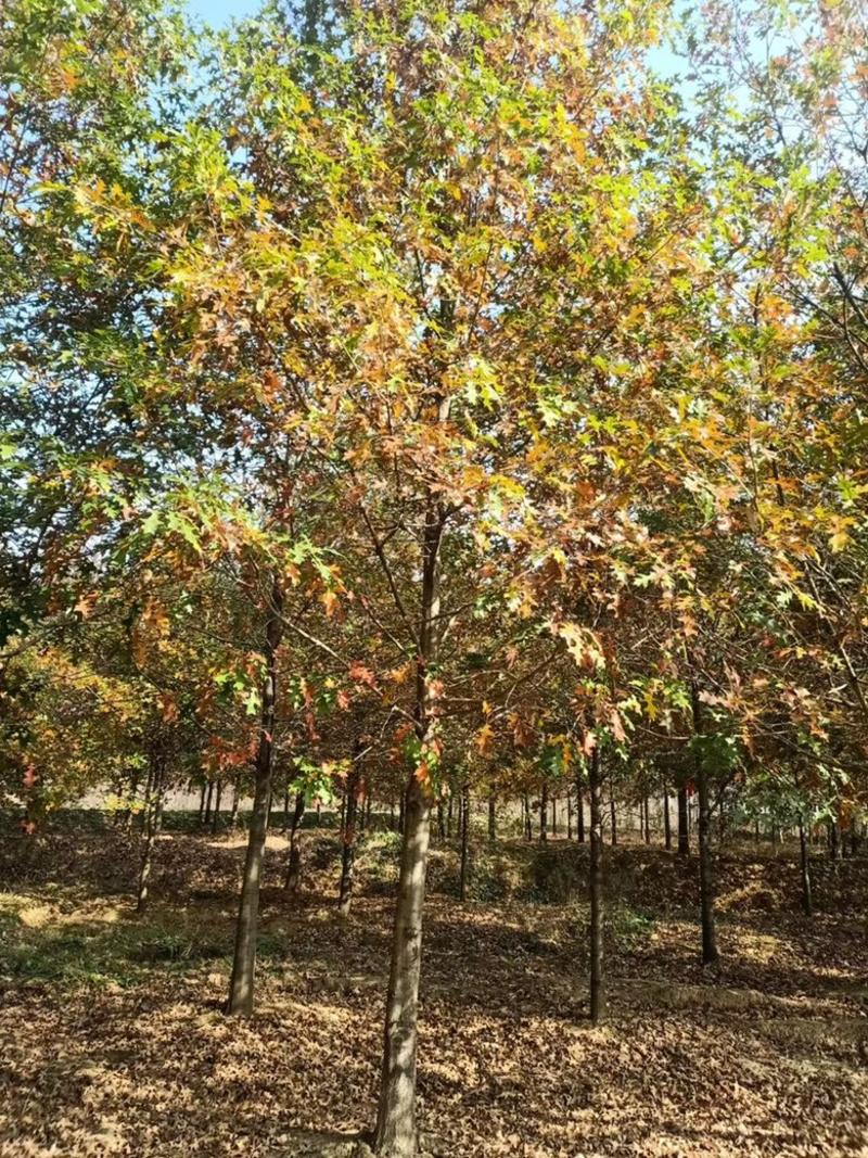 苗圃10公分红栎园林彩色树行道树景观效果好