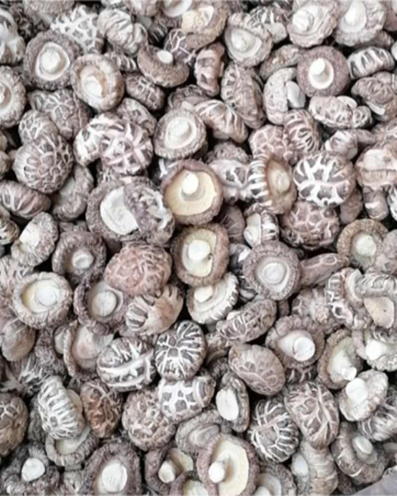 【包邮】优质湖北白花菇，个头圆润均匀，天白花花度