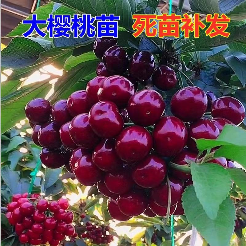 矮化樱桃苗金脆蜜蜜露弗里斯科辉煌黄蜜佳红
