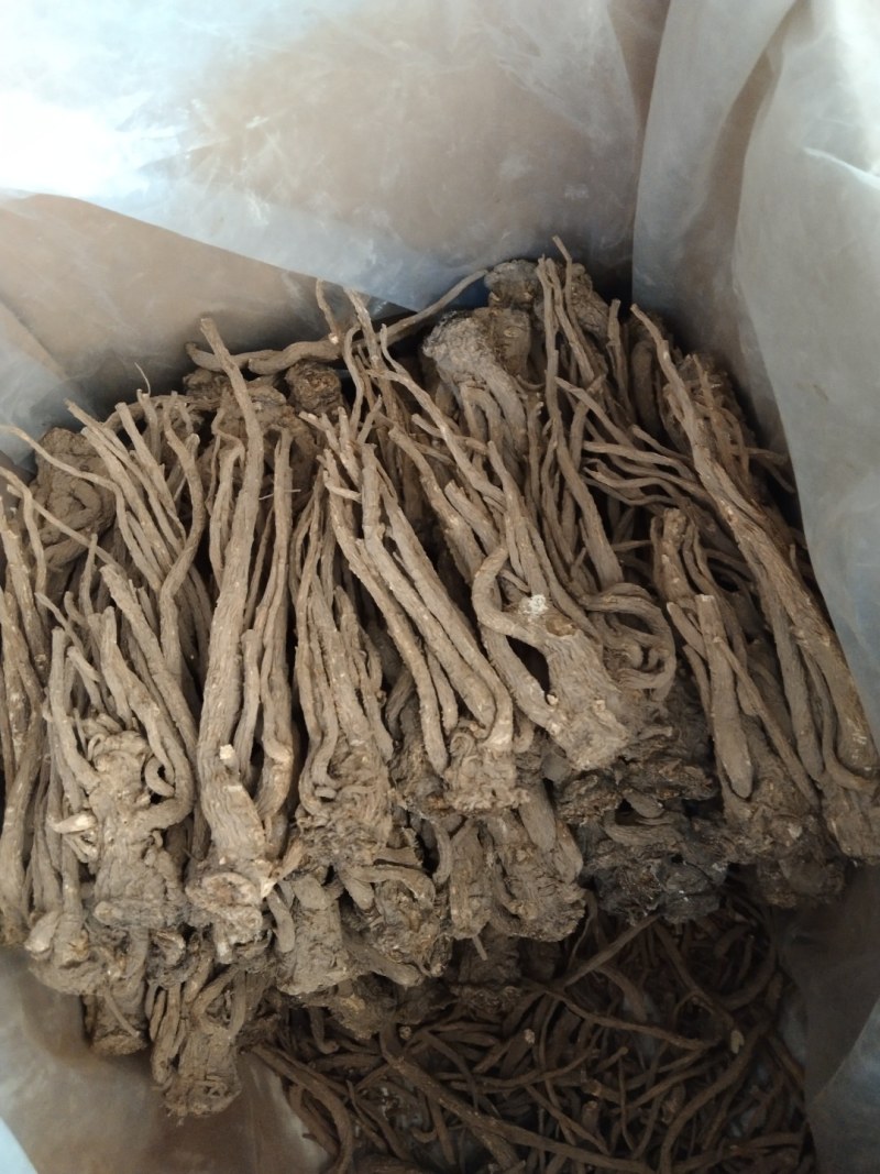 新货优质水洗黄当归条干度好大量上市，批零兼营，量大价更优