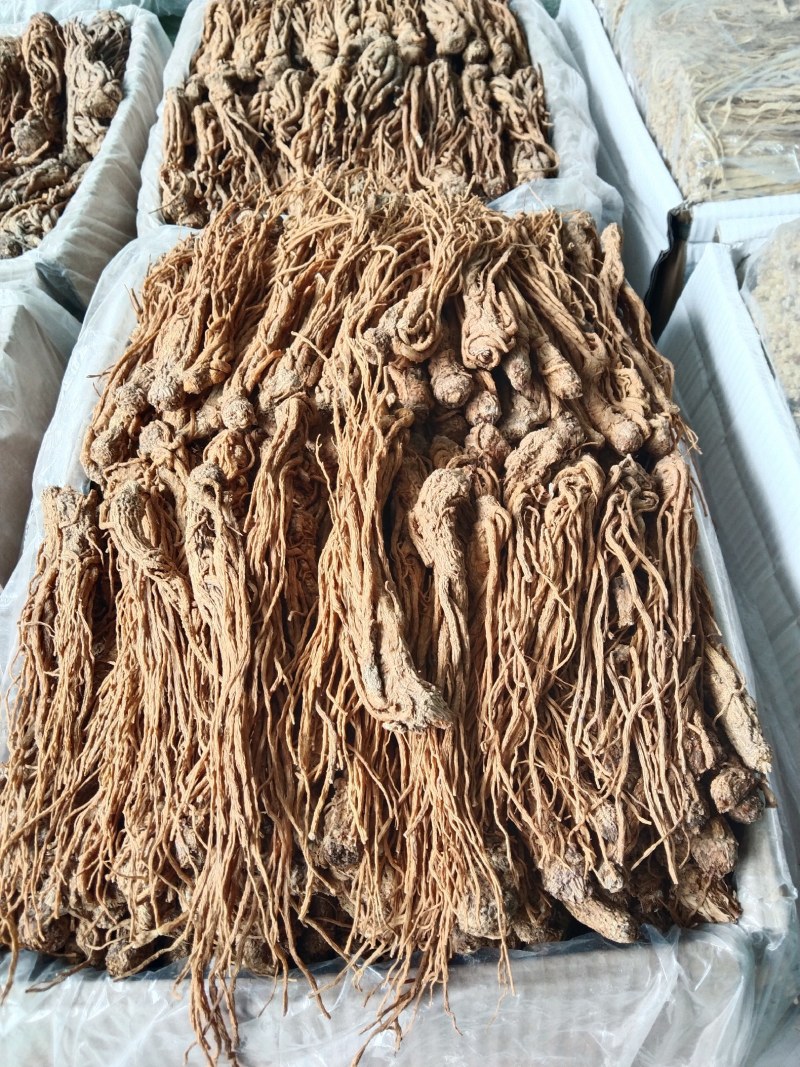 新货优质水洗黄当归条干度好大量上市，批零兼营，量大价更优