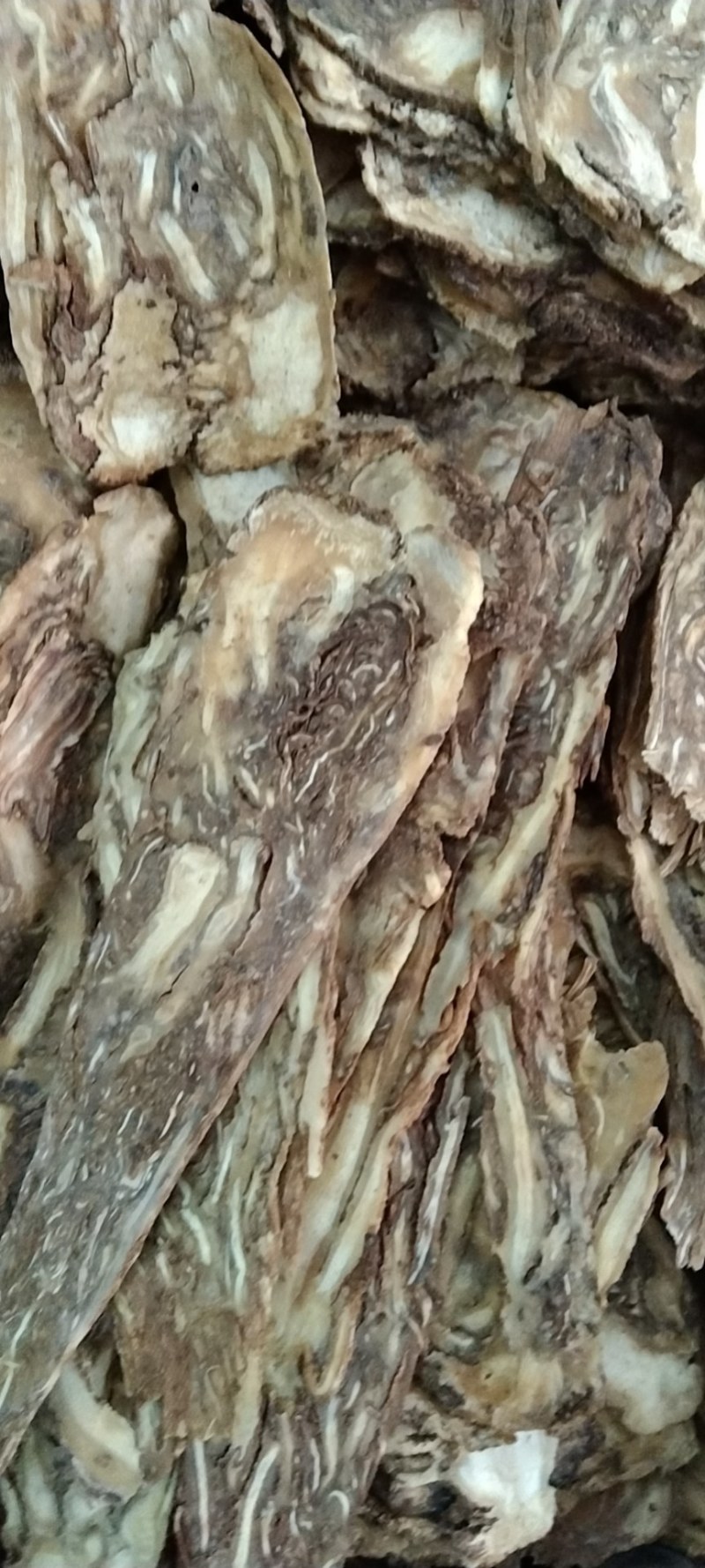 新货优质水洗黄当归条干度好大量上市，批零兼营，量大价更优