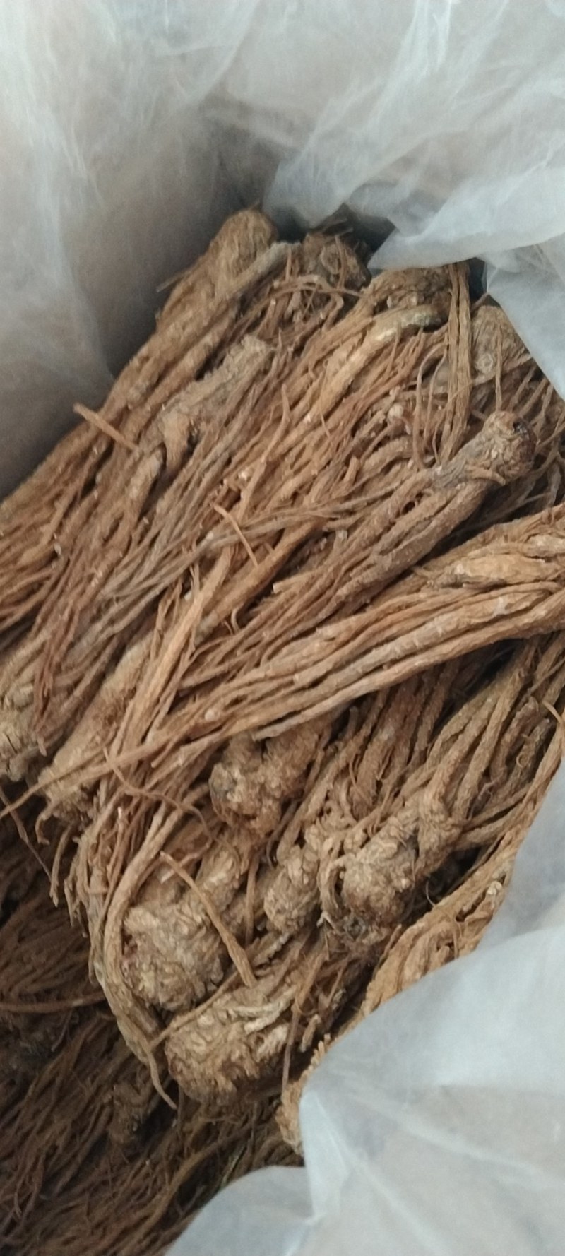 新货优质水洗黄当归条干度好大量上市，批零兼营，量大价更优