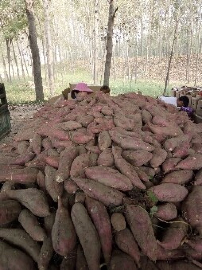 薯苗基地商薯19，西瓜红，龙薯九，日供应百万棵