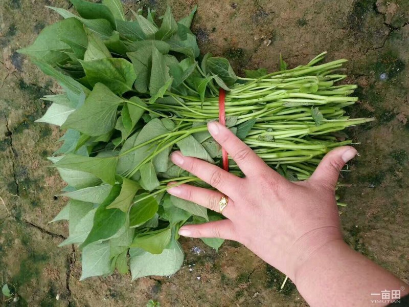 薯苗基地商薯19，西瓜红，龙薯九，日供应百万棵