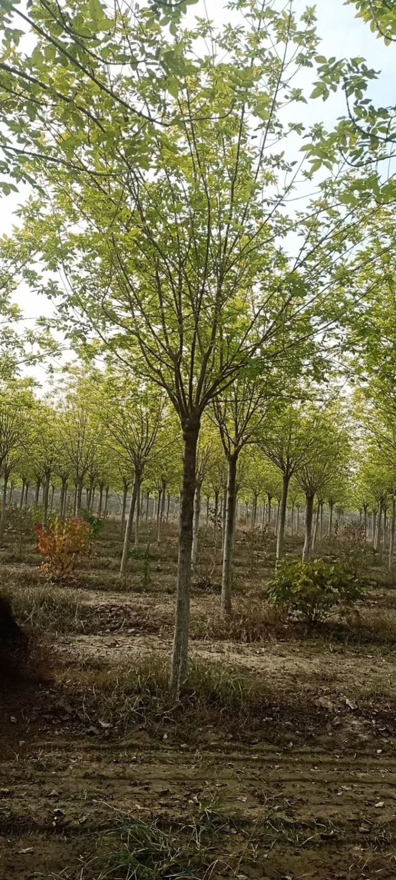 12公分以上白蜡抗冻耐寒易成活行道树风景苗
