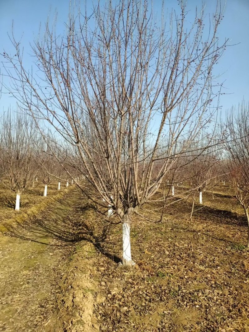 10公分绚丽海棠基地一手货源自己家苗圃