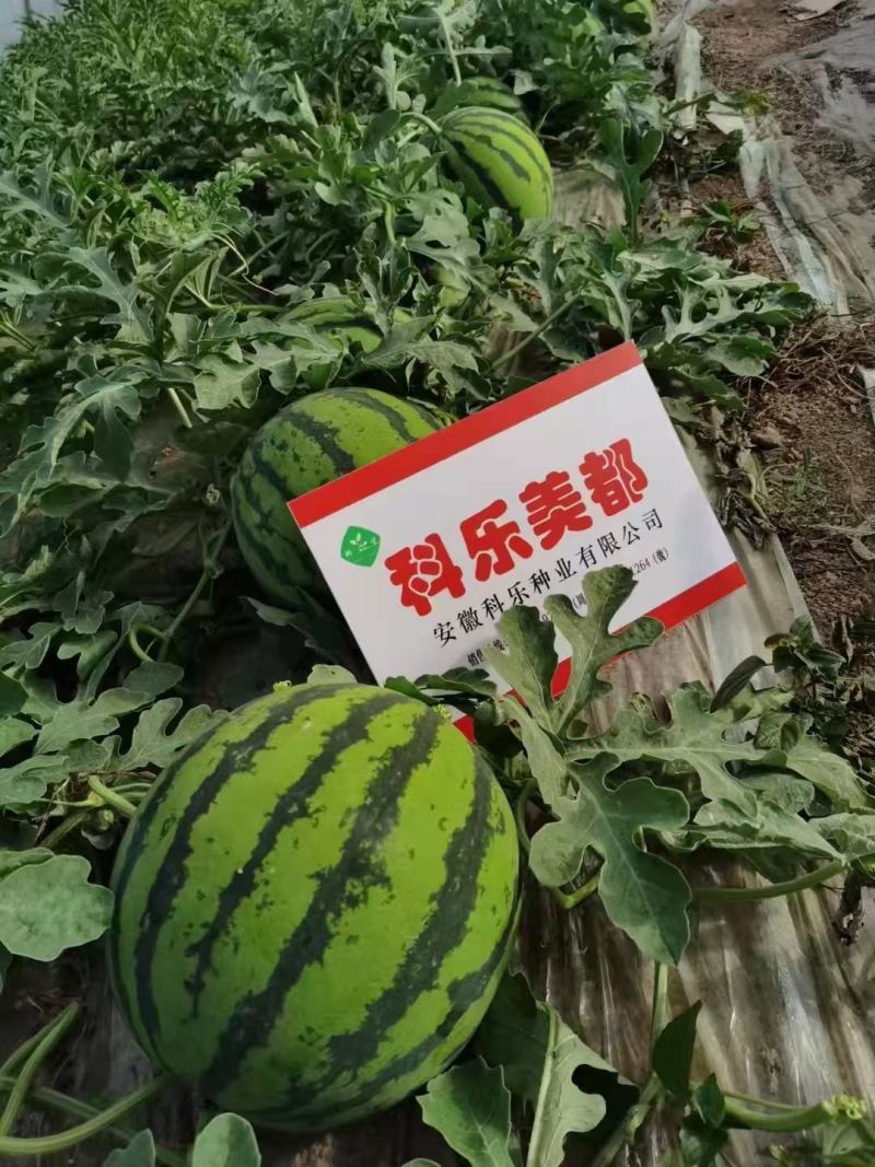 科乐美都西瓜种子早熟高产农家大棚基地科乐美都西瓜