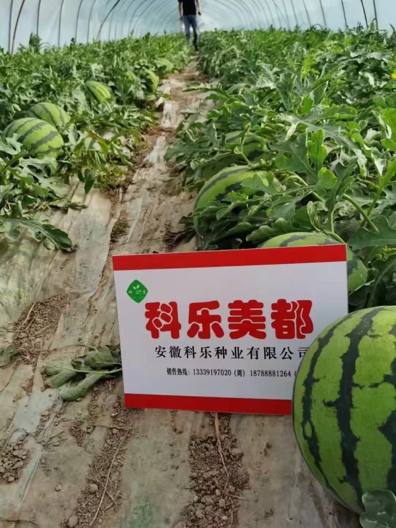 科乐美都西瓜种子早熟高产农家大棚基地科乐美都西瓜