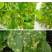 33.5%喹啉铜蔬菜辣椒果树细菌性角斑病枯萎病穿孔病霜霉