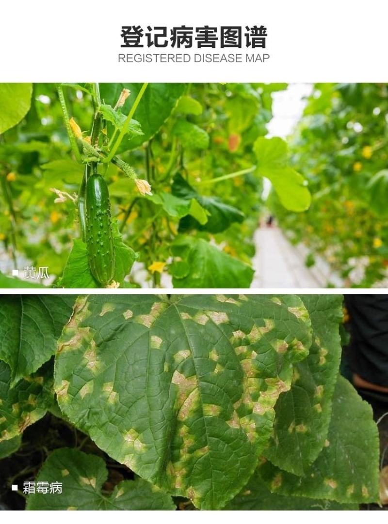 33.5%喹啉铜蔬菜辣椒果树细菌性角斑病枯萎病穿孔病霜霉