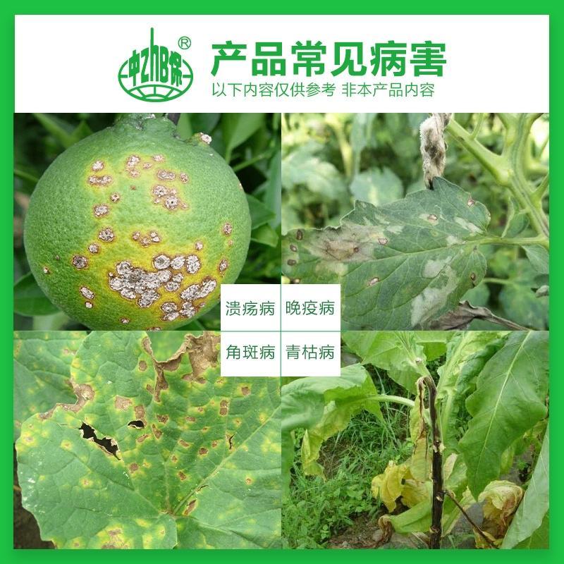 33.5%喹啉铜蔬菜辣椒果树细菌性角斑病枯萎病穿孔病霜霉