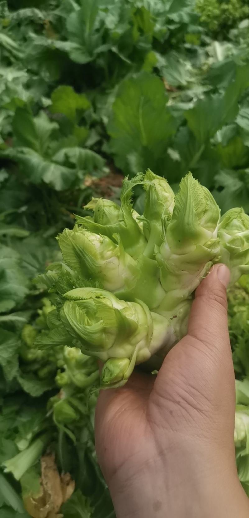 抱儿菜
