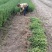 小叶黄杨苗，金边黄杨苗，大叶黄杨苗，北海道黄杨苗，规格全