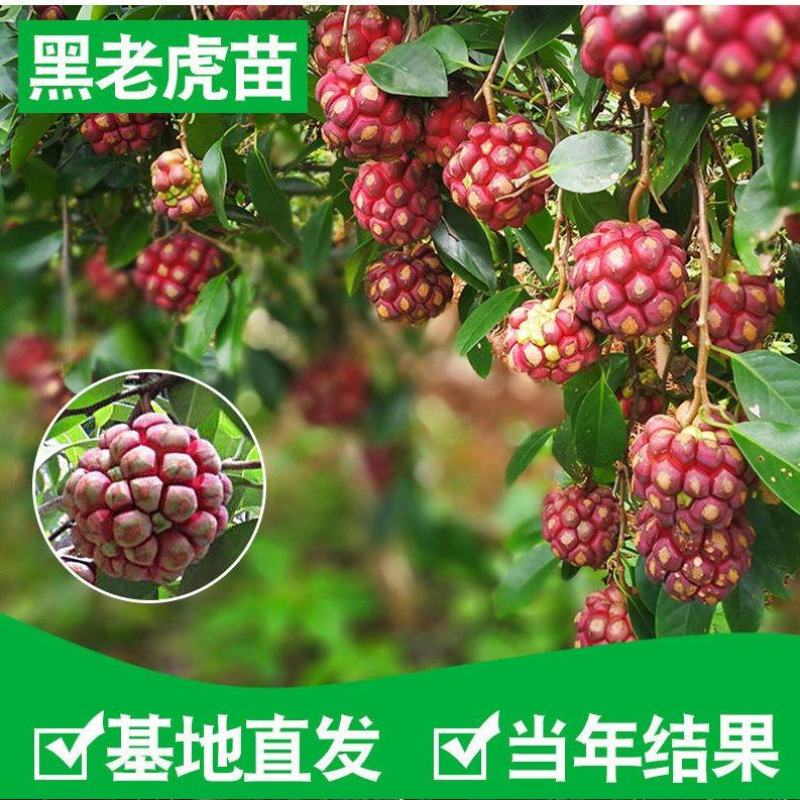广西【带土带叶发货】黑老虎苗布福娜树苗四季爬藤当年结果