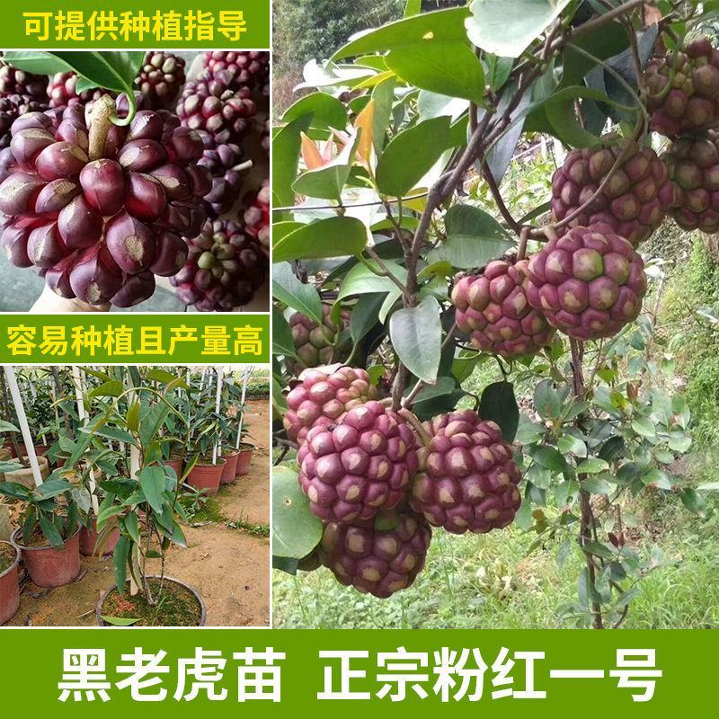 广西【带土带叶发货】黑老虎苗布福娜树苗四季爬藤当年结果