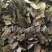 【羊油炒东北柔软淫羊藿】@【同欢药材】中药材批发供应