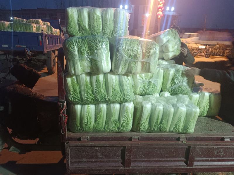 滕州大白菜基地市场酸菜厂货源充足质量保证商超对接