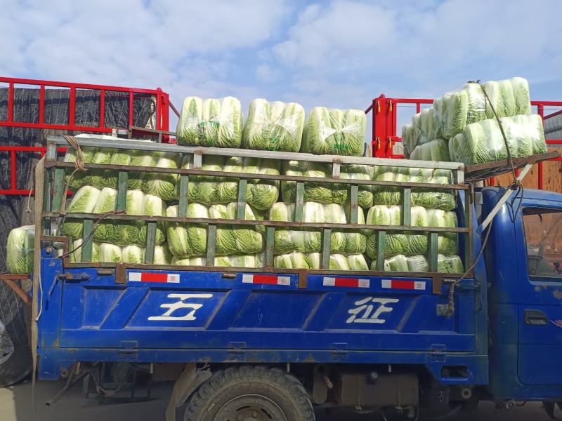 山东滕州精品大白菜大量上市超市市场产地直发欢迎下单