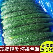 新鲜带刺密刺黄瓜生吃清脆可口水果青瓜农家自种蔬菜现摘现发