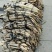 荷花苗荷花种子野生荷花苗深水耐寒品种瑞荷出品