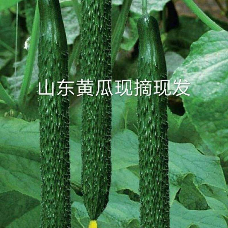 新鲜带刺密刺黄瓜生吃清脆可口水果青瓜农家自种蔬菜现摘现发