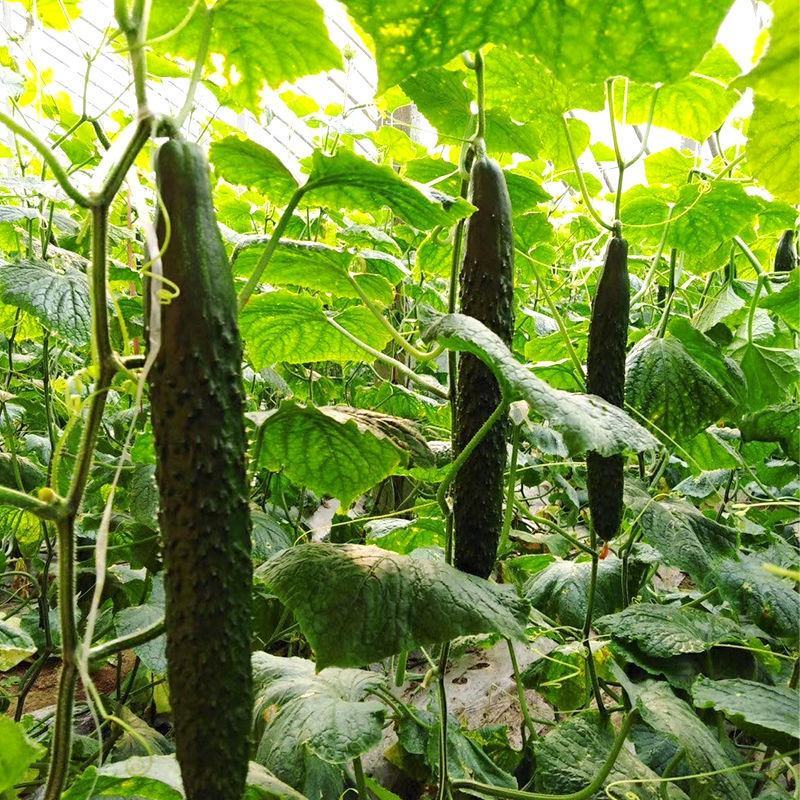 新鲜带刺密刺黄瓜生吃清脆可口水果青瓜农家自种蔬菜现摘现发