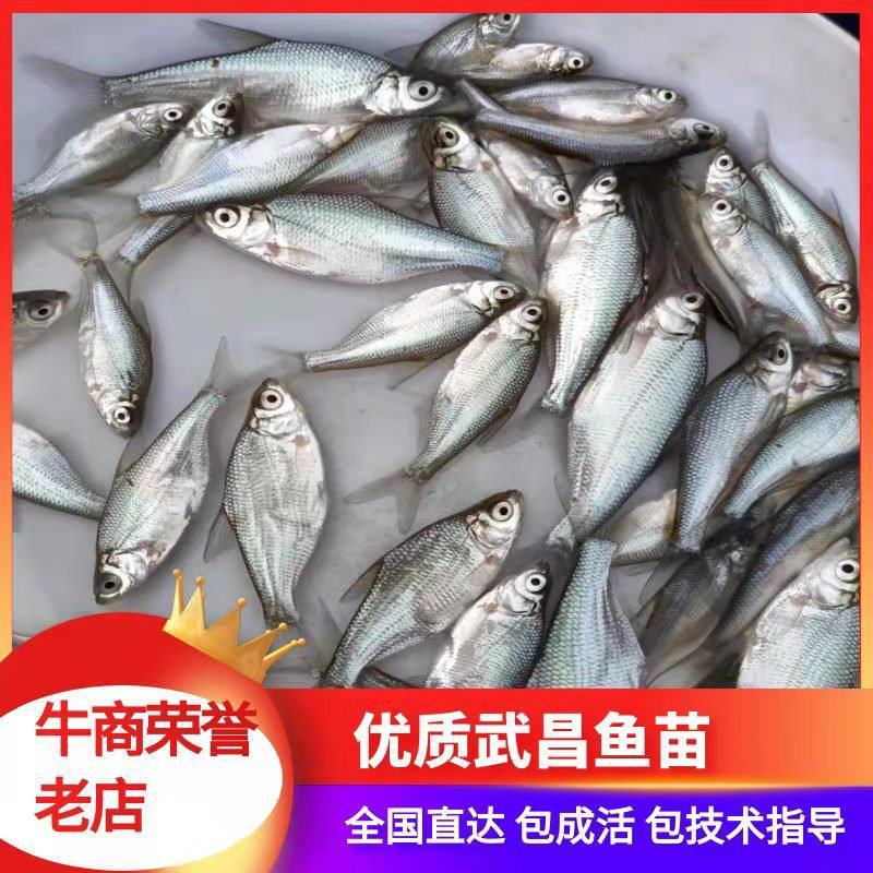 供应优质鳊鱼苗、武昌鱼苗、团头鲂鱼苗、三角鳊苗，苗场直发