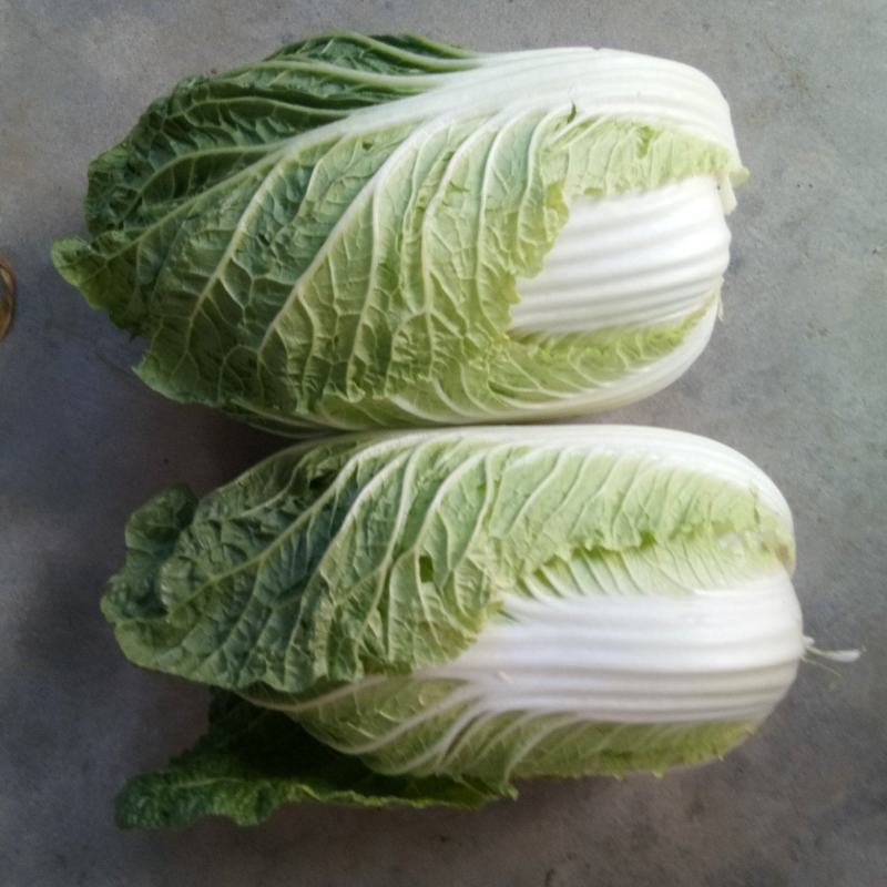 黄心白菜，个头均匀，产地直供，货源充足，大小车随到随装