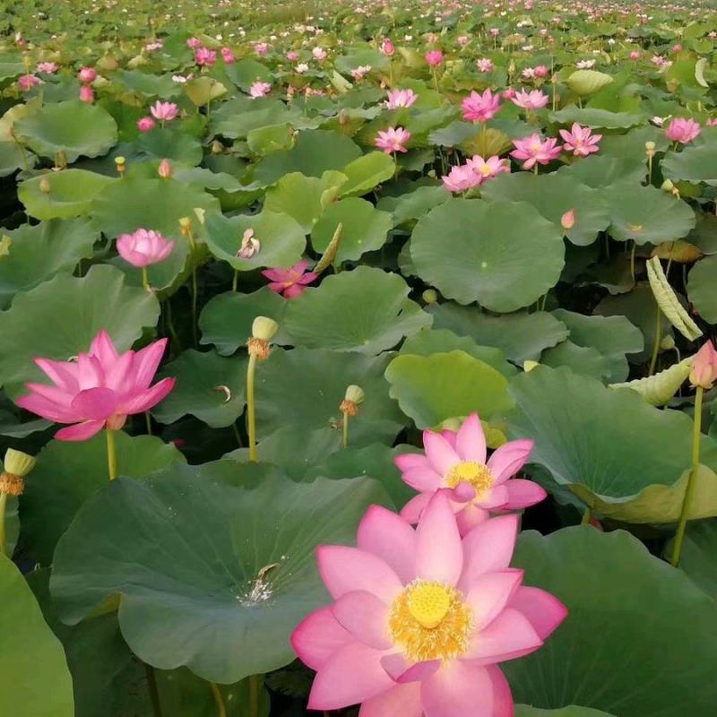 荷花苗荷花种子野生荷花苗深水耐寒品种瑞荷出品