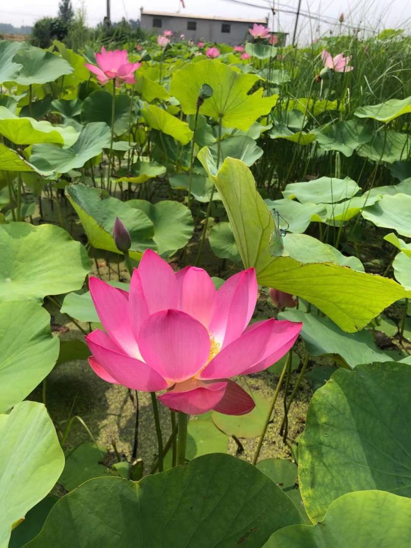 荷花苗荷花种子野生荷花苗深水耐寒品种瑞荷出品