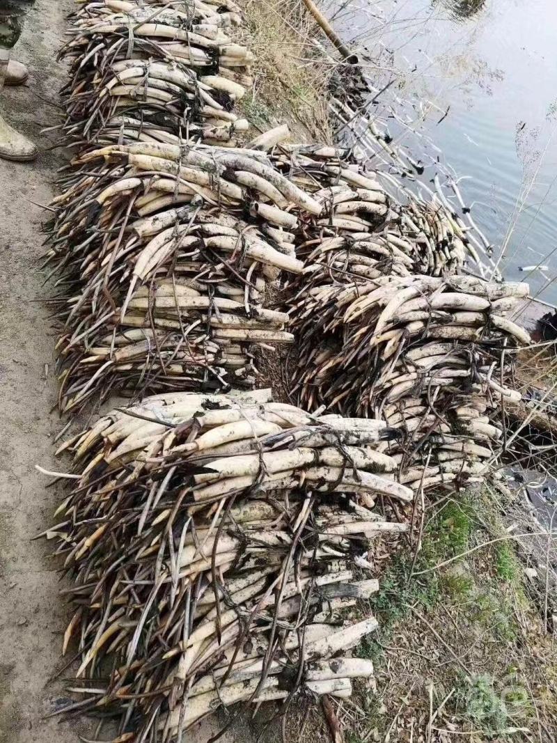 荷花苗荷花种子野生荷花苗深水耐寒品种瑞荷出品