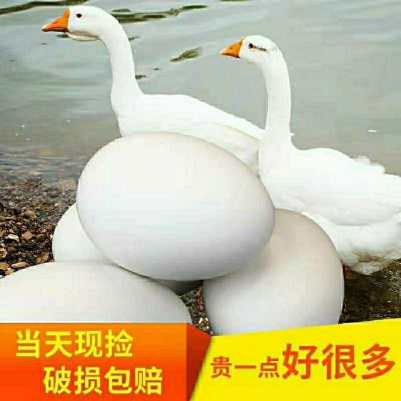 【荐】鹅蛋，雁鹅蛋，盒装鹅蛋，团购平台转供网红盒装雁鹅蛋