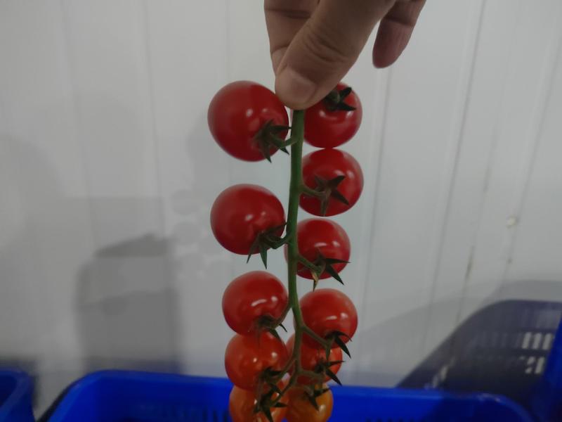 串收番茄，串番茄，串收樱桃番茄，椰糠种植，货源稳定，