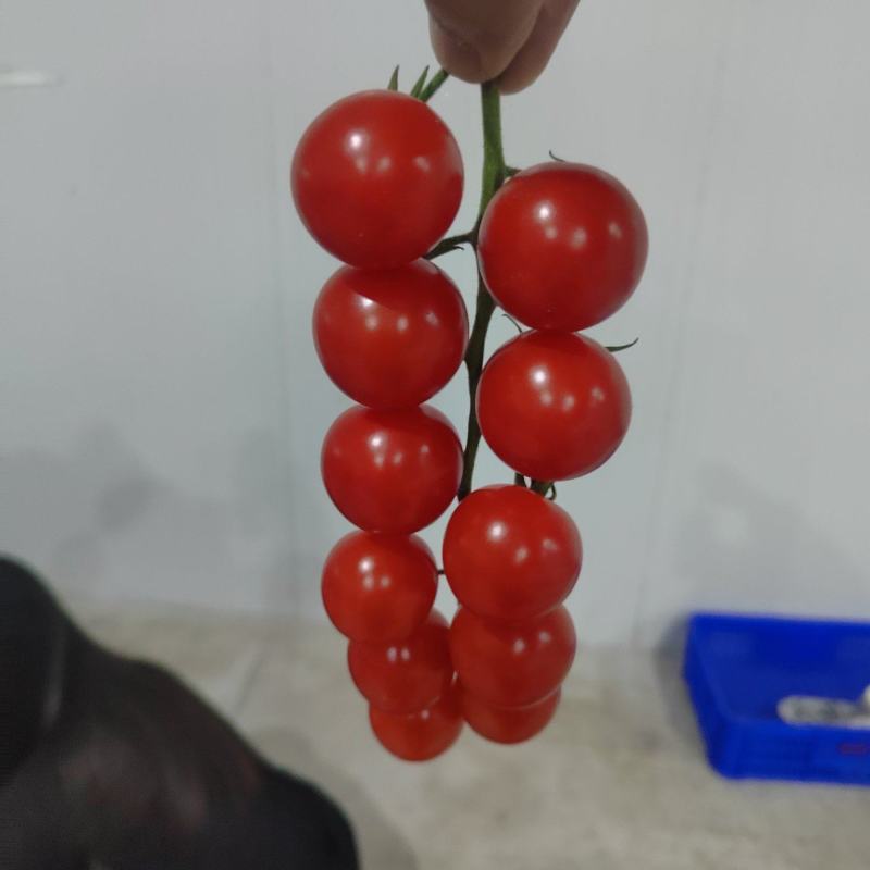 串收番茄，串番茄，串收樱桃番茄，椰糠种植，货源稳定，