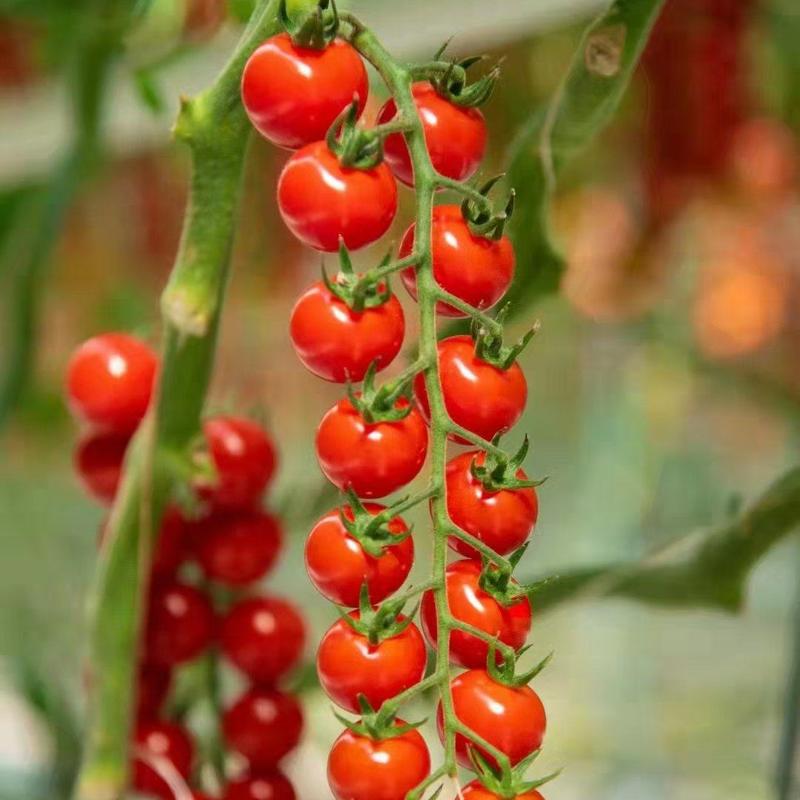 串收番茄，串番茄，串收樱桃番茄，椰糠种植，货源稳定，