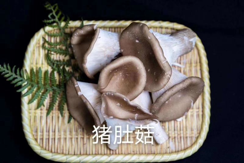 猪肚菇