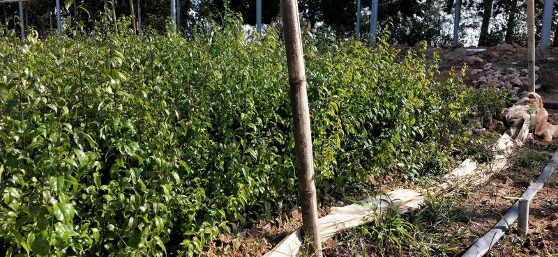 秤星木岗梅根种苗基地直发量大优惠欢迎来电咨询