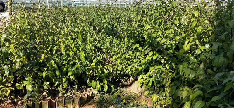 秤星木岗梅根种苗基地直发量大优惠欢迎来电咨询